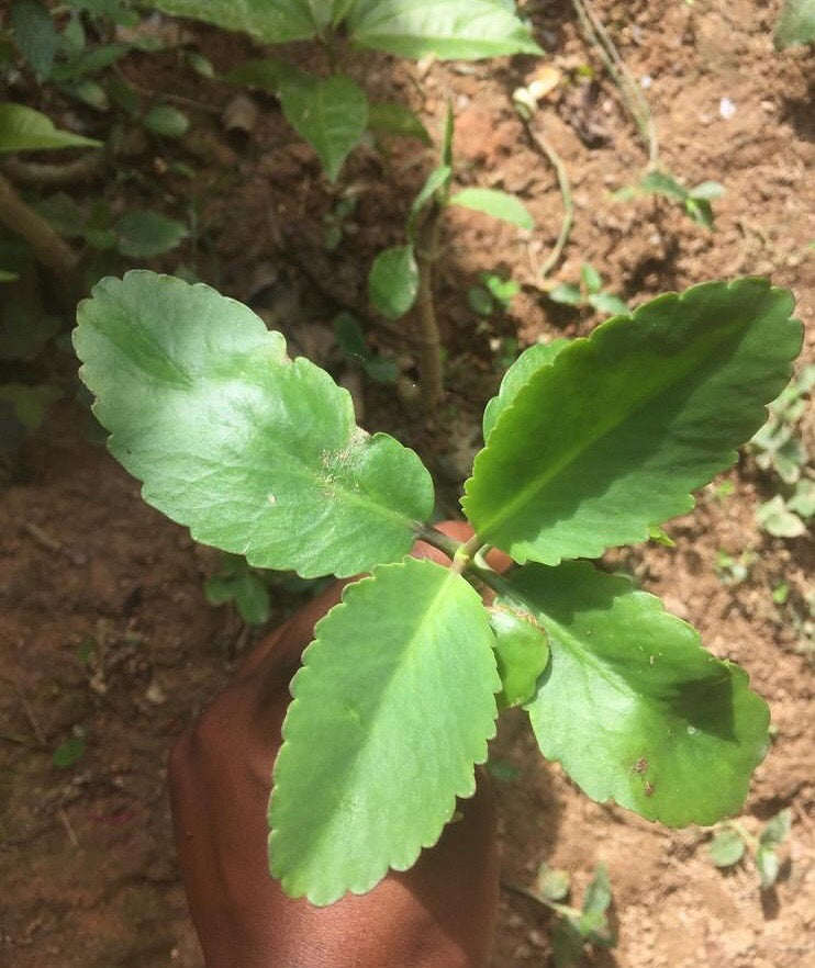 Jamaican Leaf of Life