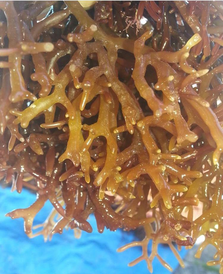 King Purple Wildcrafted Seamoss