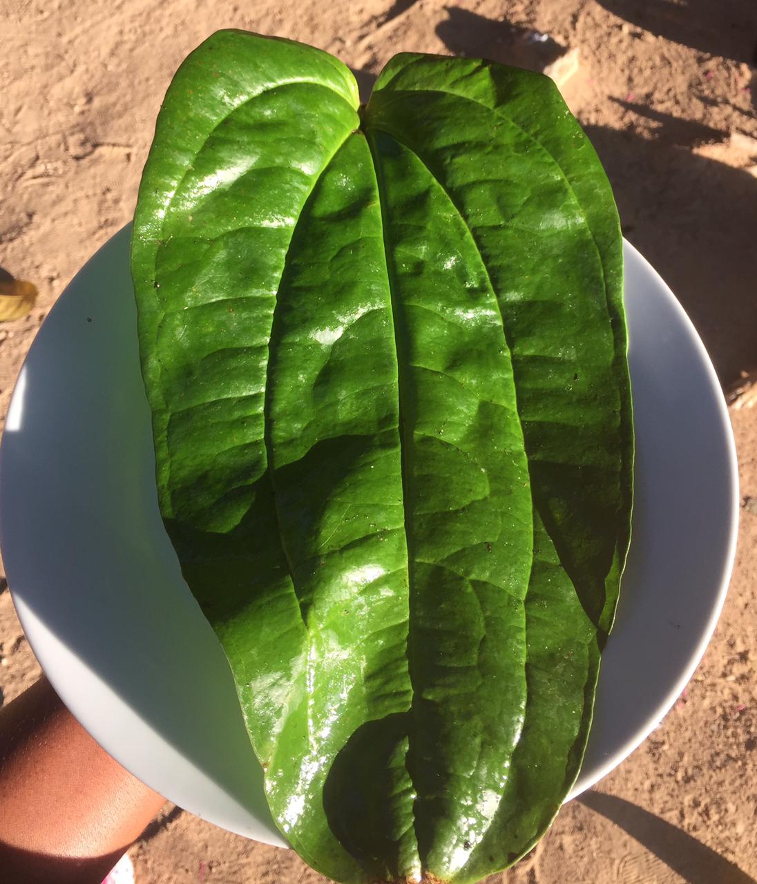 Sarsaparilla Leaves