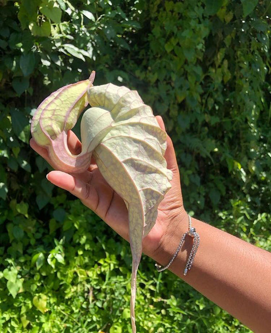 Jamaican Duck Flower Detox