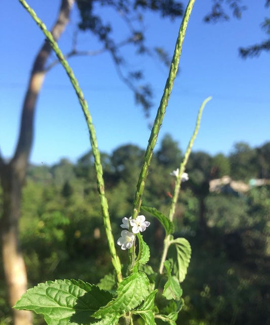 Jamaican Blue Vervain