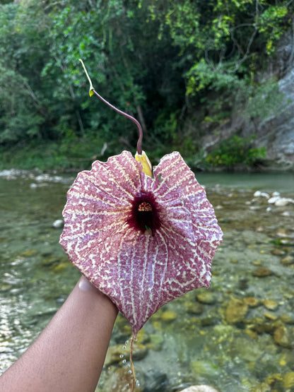Jamaican Duck Flower Detox