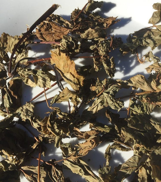 Red Raspberry Leaves