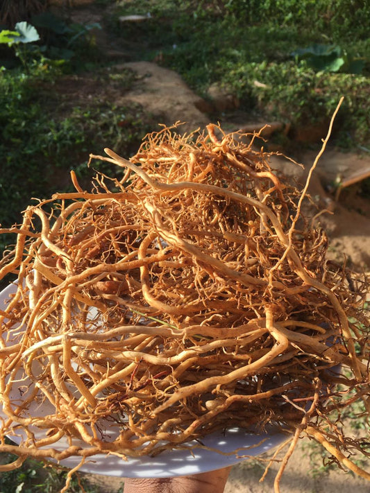 Sarsaparilla Root