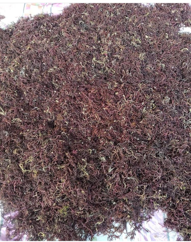 King Purple Wildcrafted Seamoss