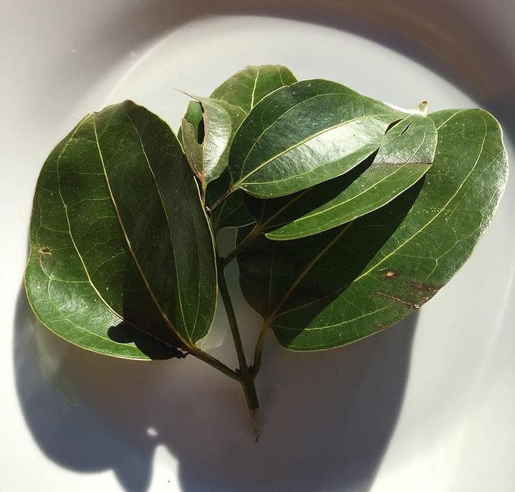 Cinnamon Leaves