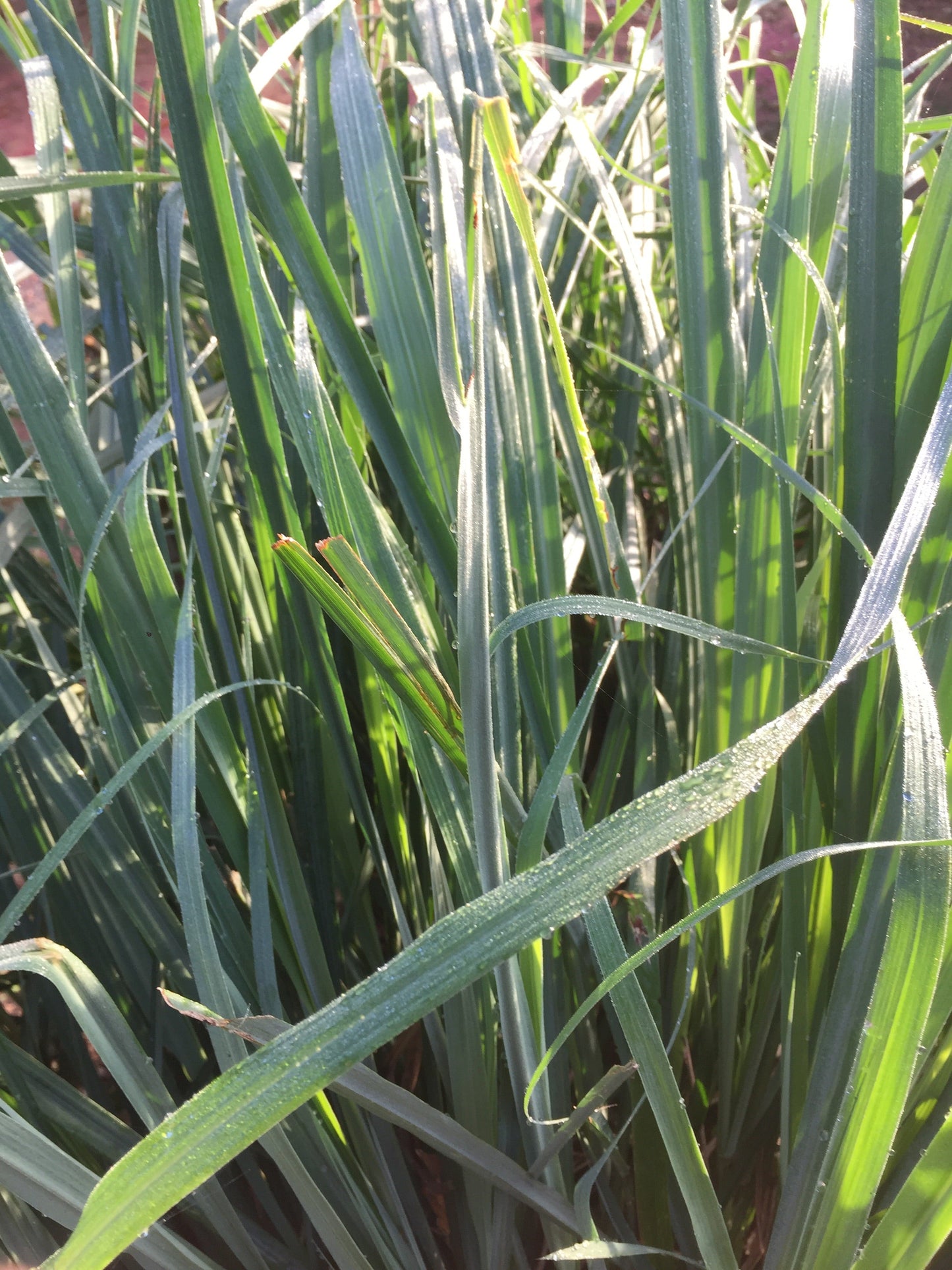 Lemongrass/Fevergrass