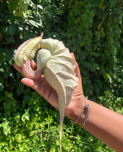 Jamaican Duck Flower Detox